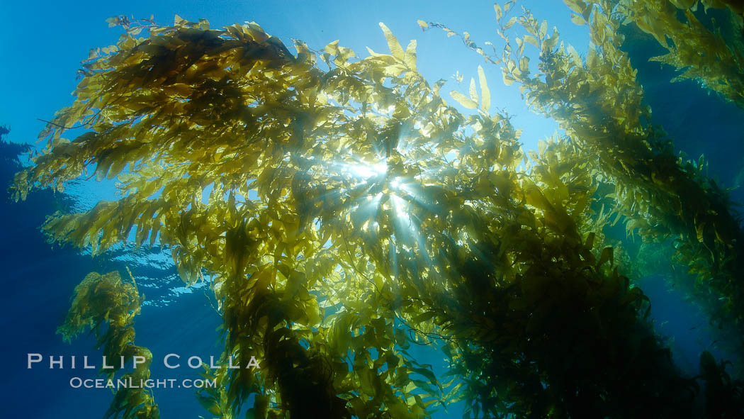 Sunlight filters through a kelp forest, the floating canopy of kelp spreads out on the ocean surface after having grown up from the rocky reef on the ocean bottom, underwater. San Clemente Island, California, USA, Macrocystis pyrifera, natural history stock photograph, photo id 23463