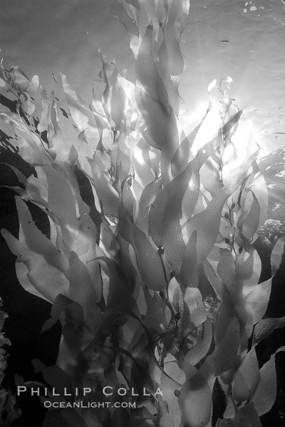 Sunlight filters through a kelp forest, the floating canopy of kelp spreads out on the ocean surface after having grown up from the rocky reef on the ocean bottom, underwater. San Clemente Island, California, USA, Macrocystis pyrifera, natural history stock photograph, photo id 23467