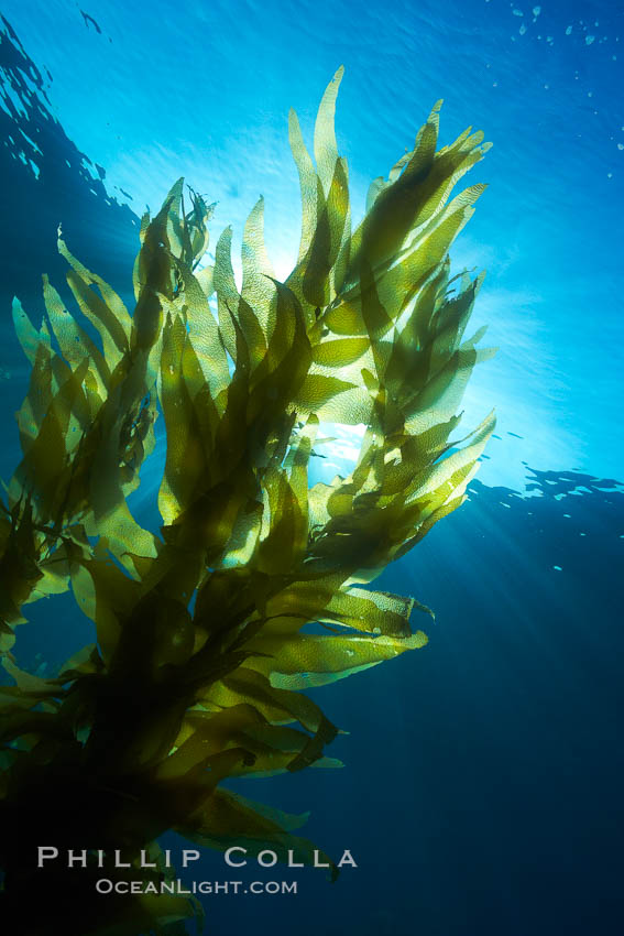 Sunlight filters through a kelp forest, the floating canopy of kelp spreads out on the ocean surface after having grown up from the rocky reef on the ocean bottom, underwater. San Clemente Island, California, USA, Macrocystis pyrifera, natural history stock photograph, photo id 23491