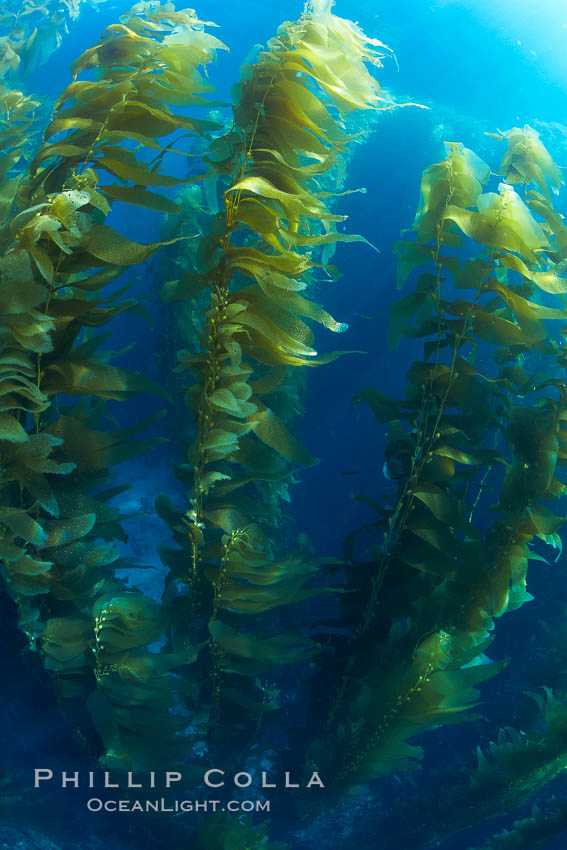 A kelp forest.  Giant kelp grows rapidly, up to 2' per day, from the rocky reef on the ocean bottom to which it is anchored, toward the ocean surface where it spreads to form a thick canopy.  Myriad species of fishes, mammals and invertebrates form a rich community in the kelp forest.  Lush forests of kelp are found through California's Southern Channel Islands. San Clemente Island, USA, Macrocystis pyrifera, natural history stock photograph, photo id 23495