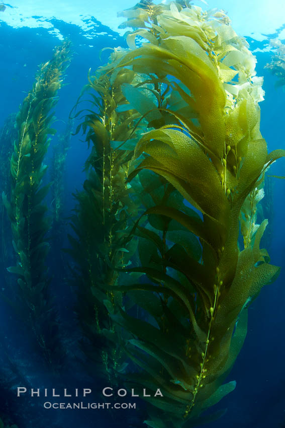 Kelp forest, underwater, Macrocystis pyrifera photo, San Clemente