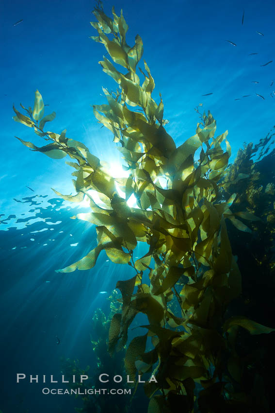 Sunlight filters through a kelp forest, the floating canopy of kelp spreads out on the ocean surface after having grown up from the rocky reef on the ocean bottom, underwater. San Clemente Island, California, USA, Macrocystis pyrifera, natural history stock photograph, photo id 23535