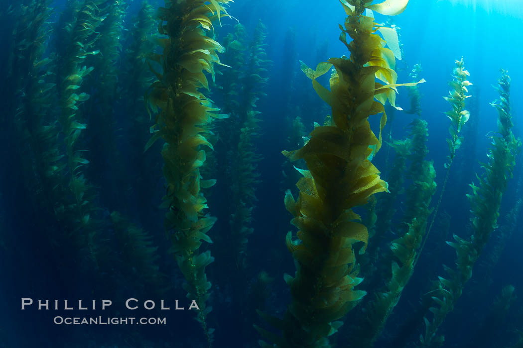 A kelp forest.  Giant kelp grows rapidly, up to 2' per day, from the rocky reef on the ocean bottom to which it is anchored, toward the ocean surface where it spreads to form a thick canopy.  Myriad species of fishes, mammals and invertebrates form a rich community in the kelp forest.  Lush forests of kelp are found through California's Southern Channel Islands. San Clemente Island, USA, Macrocystis pyrifera, natural history stock photograph, photo id 23543