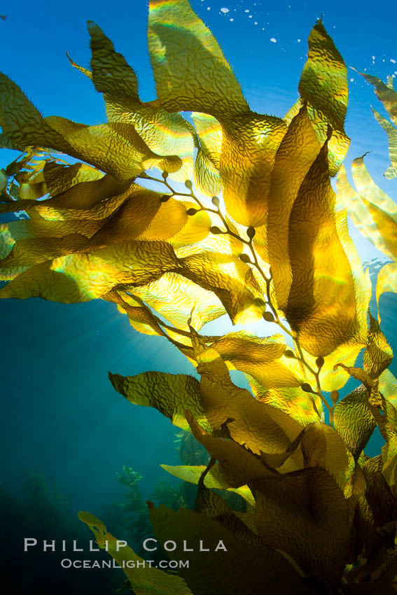 A view of an underwater forest of giant kelp.  Giant kelp grows rapidly, up to 2' per day, from the rocky reef on the ocean bottom to which it is anchored, toward the ocean surface where it spreads to form a thick canopy.  Myriad species of fishes, mammals and invertebrates form a rich community in the kelp forest.  Lush forests of kelp are found through California's Southern Channel Islands. San Clemente Island, USA, Macrocystis pyrifera, natural history stock photograph, photo id 25435