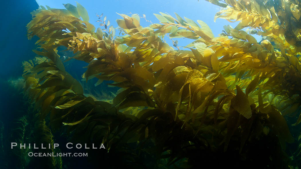 A view of an underwater forest of giant kelp.  Giant kelp grows rapidly, up to 2' per day, from the rocky reef on the ocean bottom to which it is anchored, toward the ocean surface where it spreads to form a thick canopy.  Myriad species of fishes, mammals and invertebrates form a rich community in the kelp forest.  Lush forests of kelp are found through California's Southern Channel Islands. San Clemente Island, USA, Macrocystis pyrifera, natural history stock photograph, photo id 25447