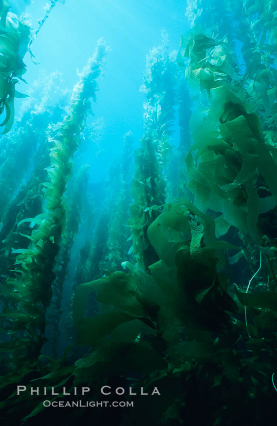 Kelp forest. San Clemente Island, California, USA, Macrocystis pyrifera, natural history stock photograph, photo id 19985
