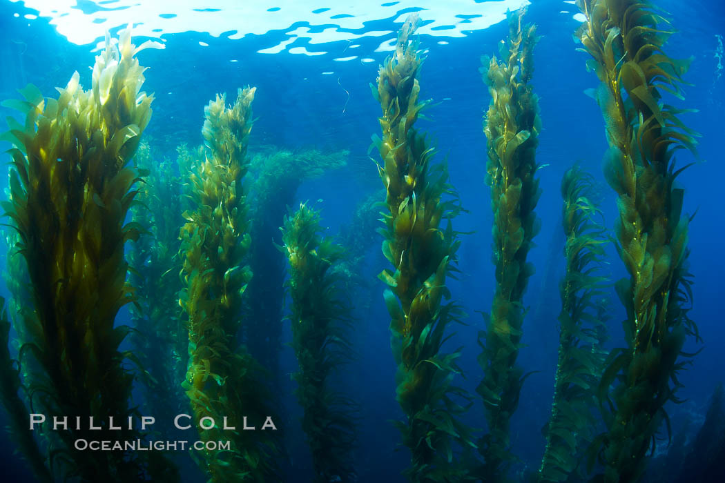 A kelp forest.  Giant kelp grows rapidly, up to 2' per day, from the rocky reef on the ocean bottom to which it is anchored, toward the ocean surface where it spreads to form a thick canopy.  Myriad species of fishes, mammals and invertebrates form a rich community in the kelp forest.  Lush forests of kelp are found through California's Southern Channel Islands. San Clemente Island, USA, Macrocystis pyrifera, natural history stock photograph, photo id 23469