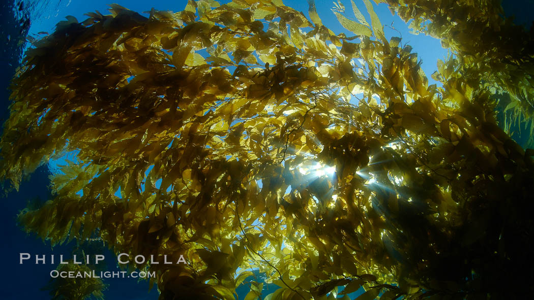 Sunlight filters through a kelp forest, the floating canopy of kelp spreads out on the ocean surface after having grown up from the rocky reef on the ocean bottom, underwater. San Clemente Island, California, USA, Macrocystis pyrifera, natural history stock photograph, photo id 23501