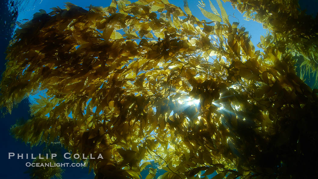 Sunlight filters through a kelp forest, the floating canopy of kelp spreads out on the ocean surface after having grown up from the rocky reef on the ocean bottom, underwater., Macrocystis pyrifera, natural history stock photograph, photo id 23501