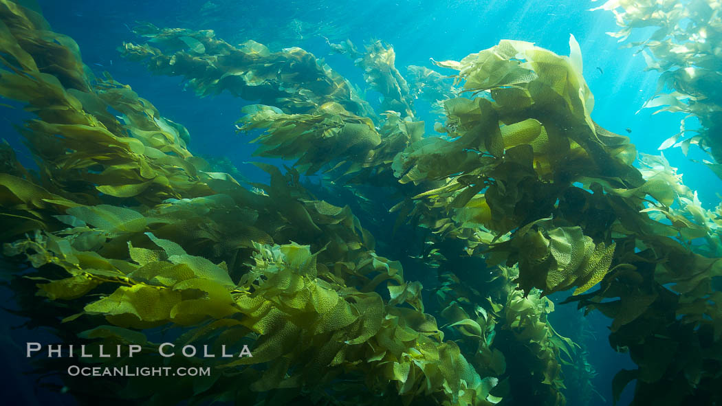 Giant kelp plants lean over in ocean currents, underwater.  Individual kelp plants grow from the rocky reef, to which they are attached, up to the ocean surface and form a vibrant community in which fishes, mammals and invertebrates thrive. San Clemente Island, California, USA, Macrocystis pyrifera, natural history stock photograph, photo id 23529