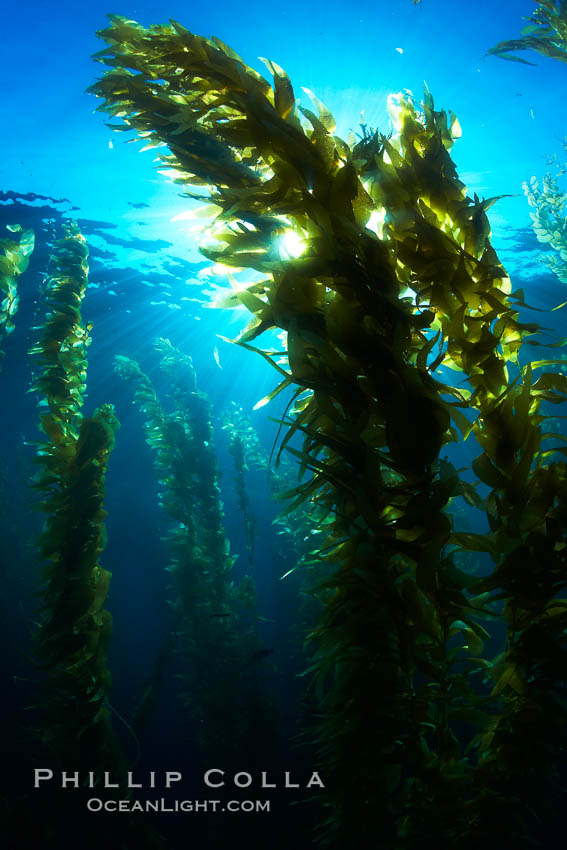 Sunlight filters through a kelp forest, the floating canopy of kelp spreads out on the ocean surface after having grown up from the rocky reef on the ocean bottom, underwater. San Clemente Island, California, USA, Macrocystis pyrifera, natural history stock photograph, photo id 23593