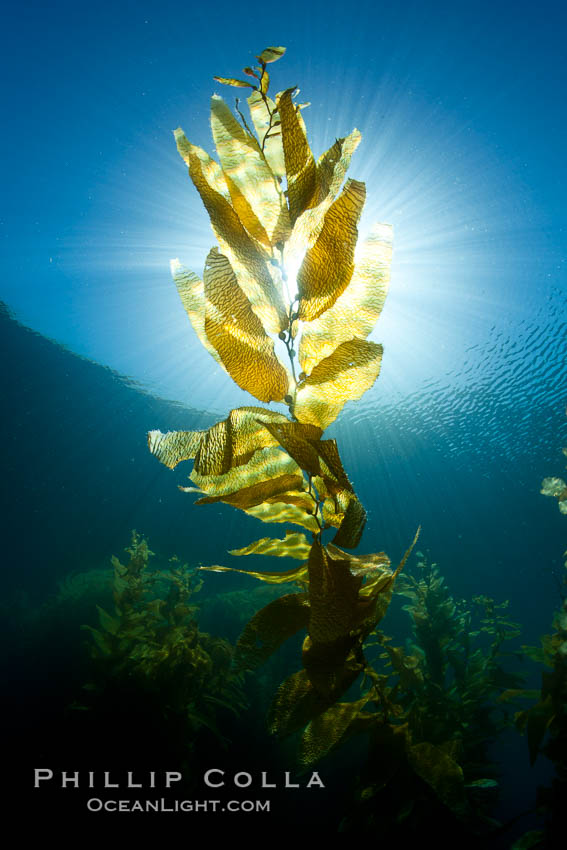 Giant kelp, blades, stipes and pneumatocysts, backlit by the sun in shallow water. San Clemente Island, California, USA, Macrocystis pyrifera, natural history stock photograph, photo id 25401