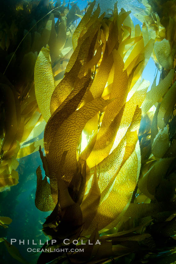 A view of an underwater forest of giant kelp.  Giant kelp grows rapidly, up to 2' per day, from the rocky reef on the ocean bottom to which it is anchored, toward the ocean surface where it spreads to form a thick canopy.  Myriad species of fishes, mammals and invertebrates form a rich community in the kelp forest.  Lush forests of kelp are found through California's Southern Channel Islands. San Clemente Island, USA, Macrocystis pyrifera, natural history stock photograph, photo id 25449