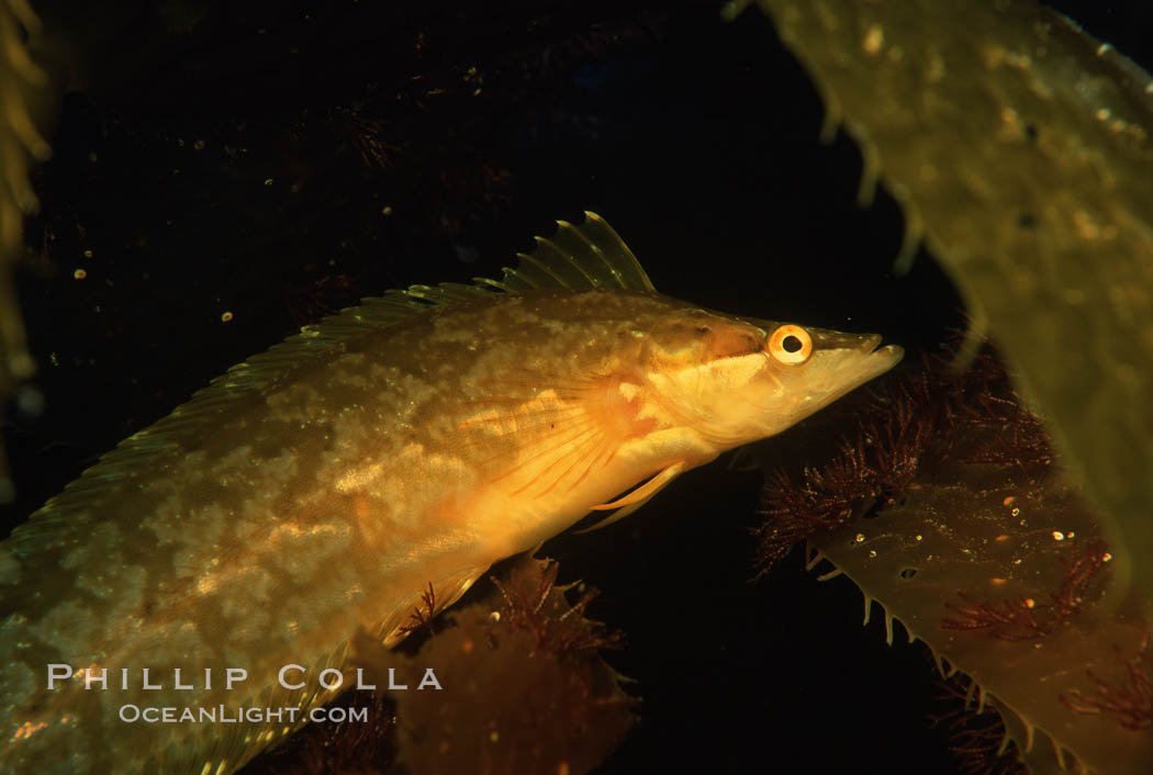 Giant kelpfish in kelp. San Clemente Island, California, USA, Heterostichus rostratus, Macrocystis pyrifera, natural history stock photograph, photo id 05138