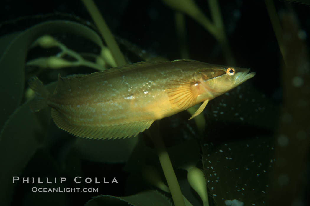 Giant kelpfish in kelp. San Clemente Island, California, USA, Heterostichus rostratus, Macrocystis pyrifera, natural history stock photograph, photo id 00632