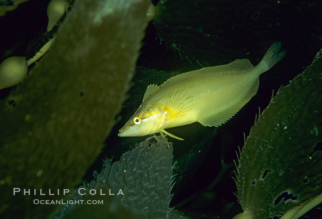 Giant kelpfish in kelp. San Clemente Island, California, USA, Heterostichus rostratus, Macrocystis pyrifera, natural history stock photograph, photo id 05136