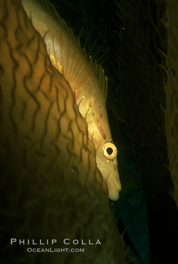 Giant kelpfish in kelp. San Clemente Island, California, USA, Heterostichus rostratus, Macrocystis pyrifera, natural history stock photograph, photo id 05140