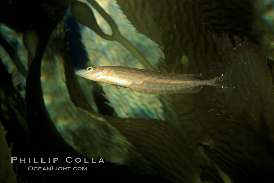 Giant kelpfish in kelp. San Clemente Island, California, USA, Heterostichus rostratus, Macrocystis pyrifera, natural history stock photograph, photo id 05135
