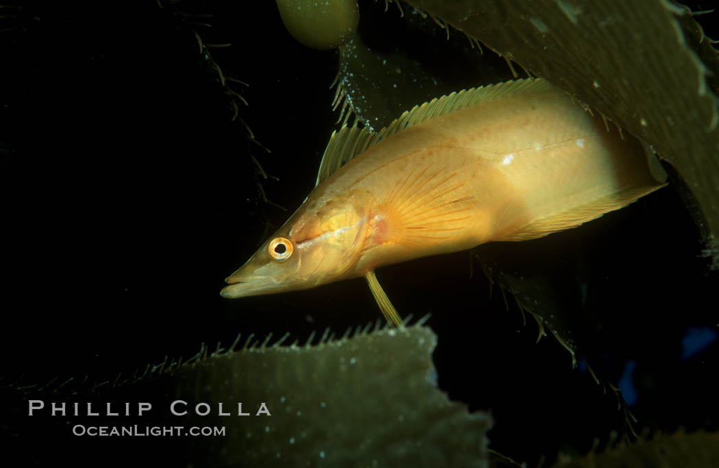 Giant kelpfish hiding amidst kelp fronds. San Clemente Island, California, USA, Heterostichus rostratus, Macrocystis pyrifera, natural history stock photograph, photo id 01945