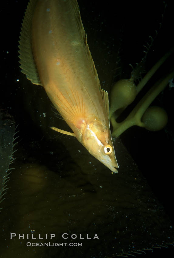 Giant kelpfish in kelp. San Clemente Island, California, USA, Heterostichus rostratus, Macrocystis pyrifera, natural history stock photograph, photo id 05137