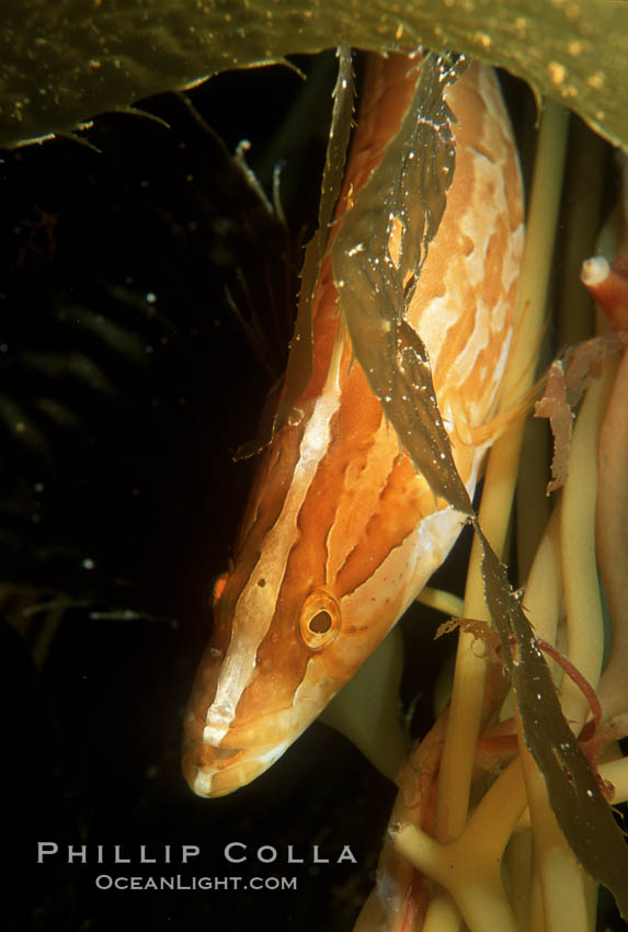 Giant kelpfish in kelp. San Clemente Island, California, USA, Heterostichus rostratus, Macrocystis pyrifera, natural history stock photograph, photo id 05141