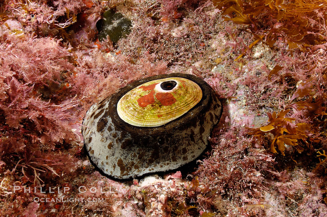 Giant keyhole limpet attached to rock, surrounded by unidentified marine algae. Guadalupe Island (Isla Guadalupe), Baja California, Mexico, Megathura crenulata, natural history stock photograph, photo id 09575