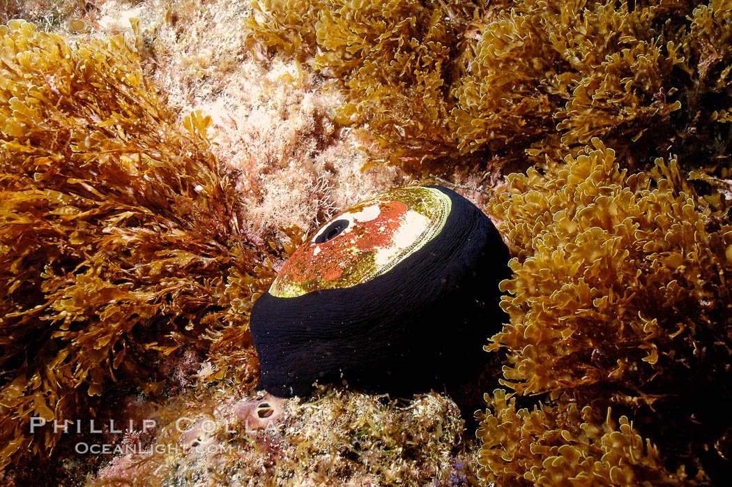 Giant keyhole limpet attached to rock, surrounded by unidentified marine algae. Guadalupe Island (Isla Guadalupe), Baja California, Mexico, Megathura crenulata, natural history stock photograph, photo id 09576