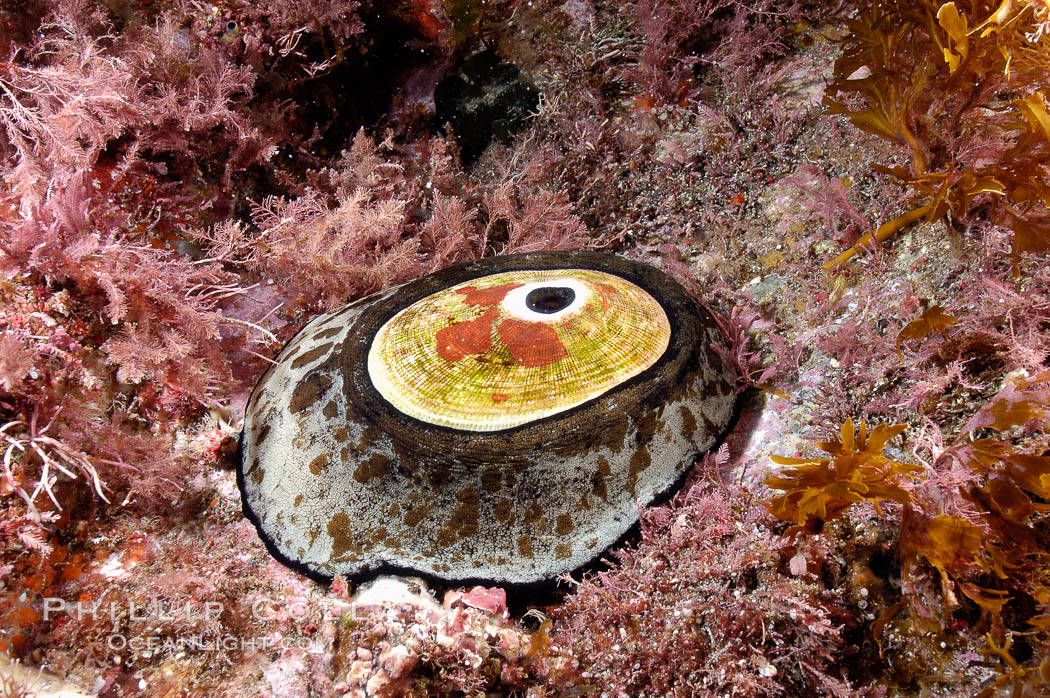 Giant keyhole limpet attached to rock, surrounded by unidentified marine algae. Guadalupe Island (Isla Guadalupe), Baja California, Mexico, Megathura crenulata, natural history stock photograph, photo id 09573