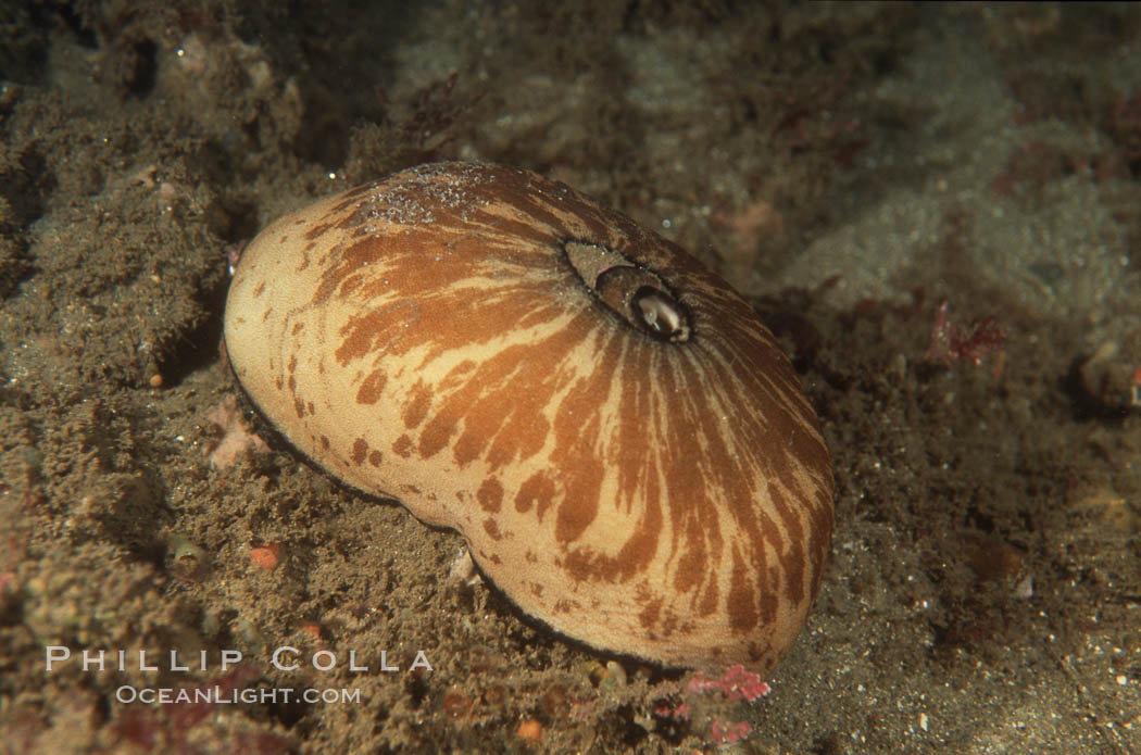 Giant keyhole limpet, San Diego. California, USA, Megathura crenulata, natural history stock photograph, photo id 05405