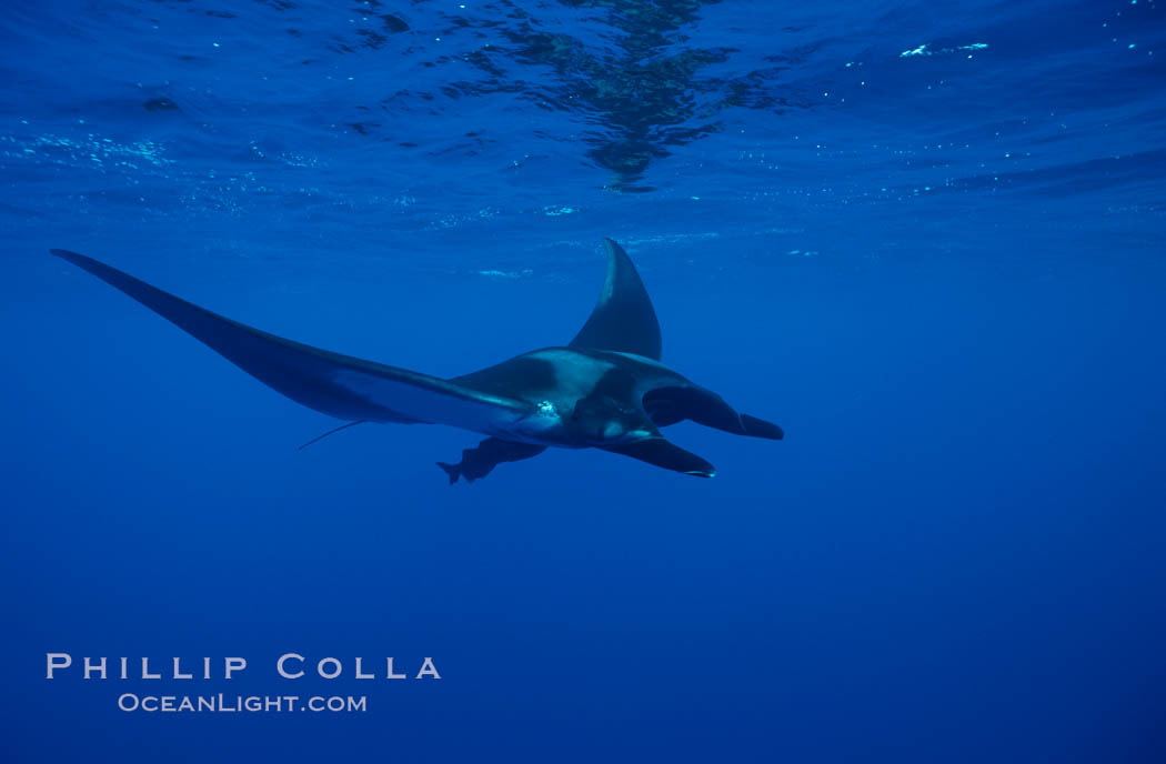 Manta ray. San Benedicto Island (Islas Revillagigedos), Baja California, Mexico, Manta birostris, natural history stock photograph, photo id 02446