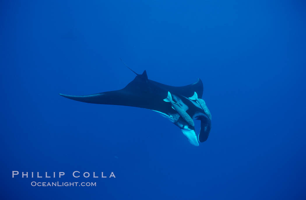 Manta ray with remoras. San Benedicto Island (Islas Revillagigedos), Baja California, Mexico, Manta birostris, Remora, natural history stock photograph, photo id 02450