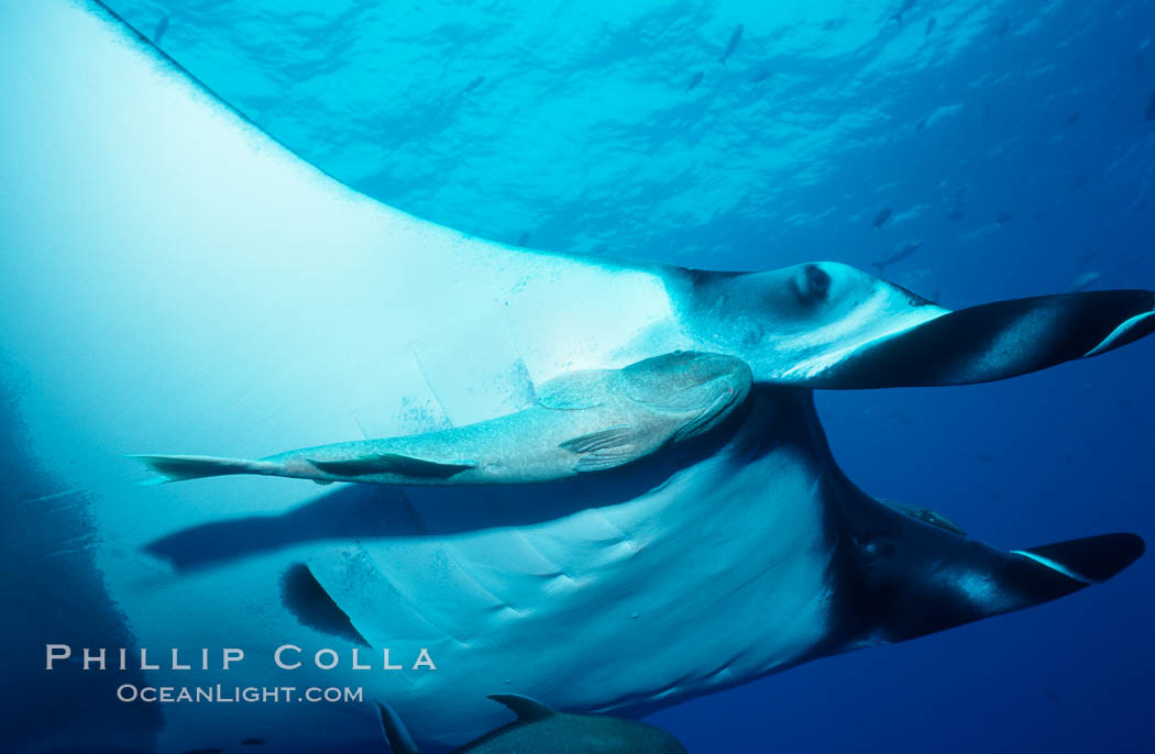 Manta ray and remora. San Benedicto Island (Islas Revillagigedos), Baja California, Mexico, Manta birostris, Remora, natural history stock photograph, photo id 02454