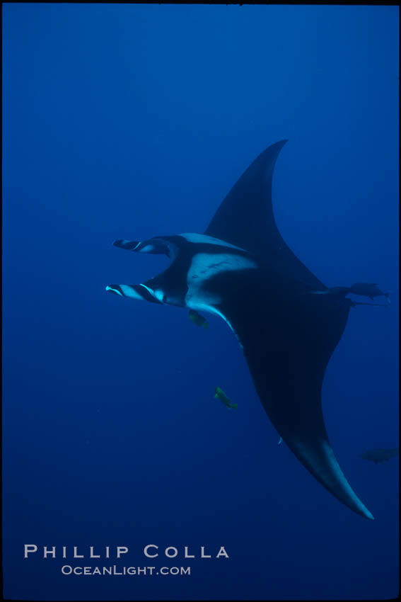 Manta ray. San Benedicto Island (Islas Revillagigedos), Baja California, Mexico, Manta birostris, natural history stock photograph, photo id 02444