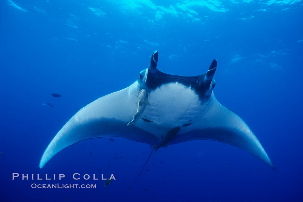 Manta ray. San Benedicto Island (Islas Revillagigedos), Baja California, Mexico, Manta birostris, natural history stock photograph, photo id 02452