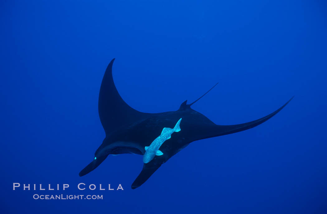 Manta ray. San Benedicto Island (Islas Revillagigedos), Baja California, Mexico, Manta birostris, natural history stock photograph, photo id 02447