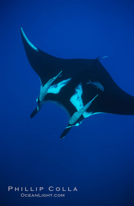 Manta ray with remoras. San Benedicto Island (Islas Revillagigedos), Baja California, Mexico, Manta birostris, Remora, natural history stock photograph, photo id 02451