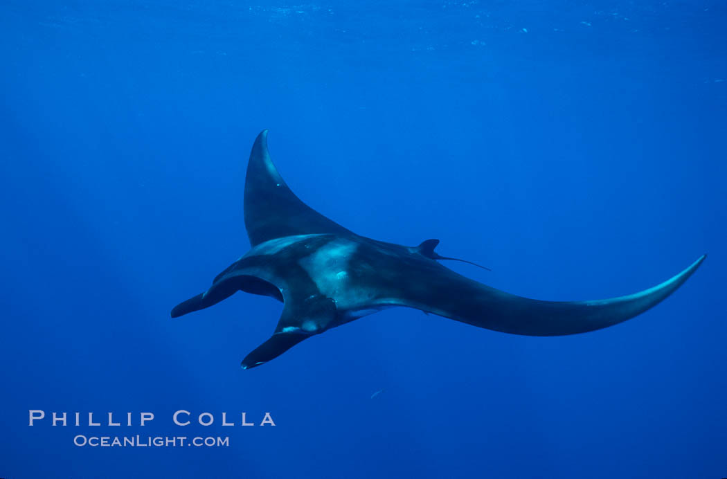 Manta ray. San Benedicto Island (Islas Revillagigedos), Baja California, Mexico, Manta birostris, natural history stock photograph, photo id 02445