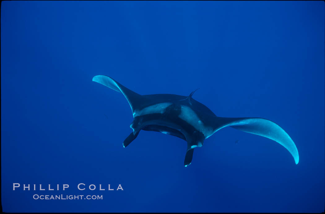 Manta ray. San Benedicto Island (Islas Revillagigedos), Baja California, Mexico, Manta birostris, natural history stock photograph, photo id 02449