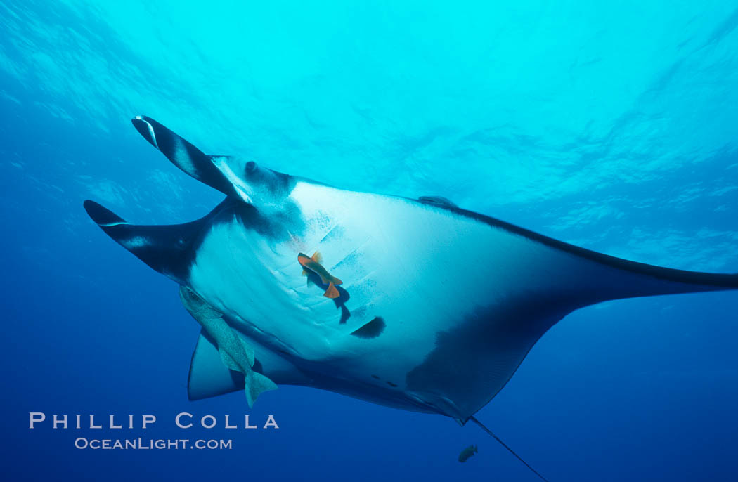 Pacific manta ray with remora and Clarion angelfish. San Benedicto Island (Islas Revillagigedos), Baja California, Mexico, Holacanthus clarionensis, Manta birostris, Remora, natural history stock photograph, photo id 06238