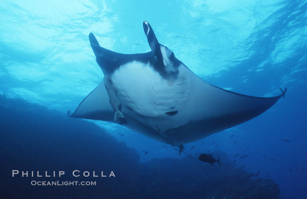 Pacific manta ray with remora, San Benedicto Island, Revilligigedos., Manta birostris, Remora, natural history stock photograph, photo id 06242