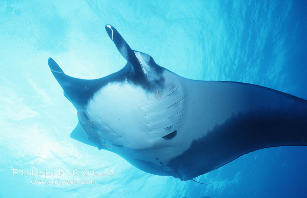 Pacific manta ray with remora, San Benedicto Island, Revilligigedos., Manta birostris, Remora, natural history stock photograph, photo id 06240