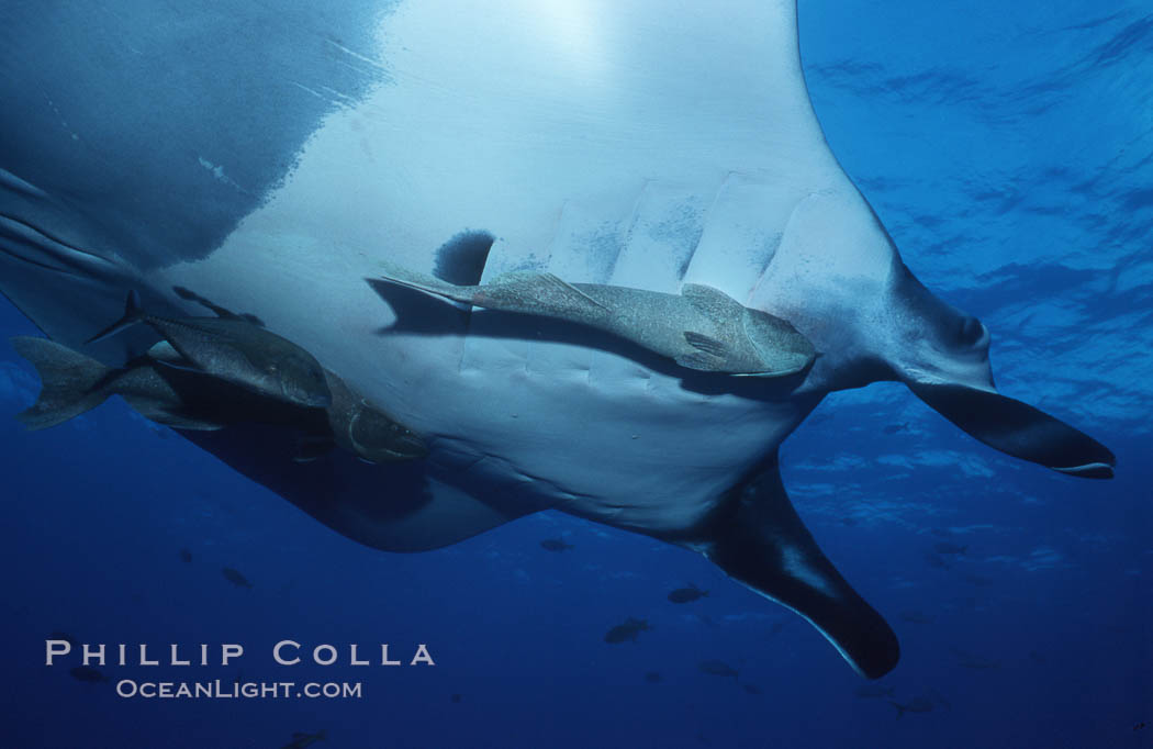 Pacific manta ray with remora, San Benedicto Island, Revilligigedos., Manta birostris, Remora, natural history stock photograph, photo id 06248