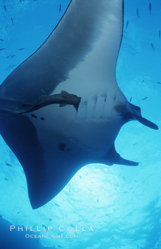 Pacific manta ray with remora, San Benedicto Island, Revilligigedos., Manta birostris, Remora, natural history stock photograph, photo id 06252