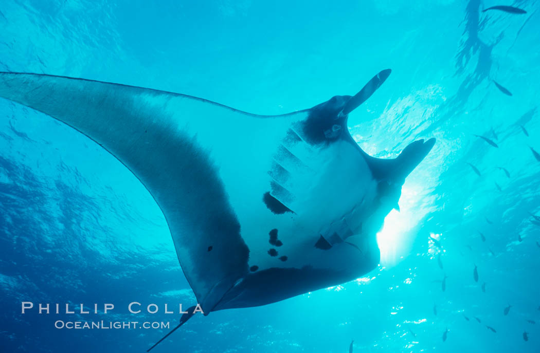 Pacific manta ray with remora. San Benedicto Island (Islas Revillagigedos), Baja California, Mexico, Manta birostris, Remora, natural history stock photograph, photo id 06256