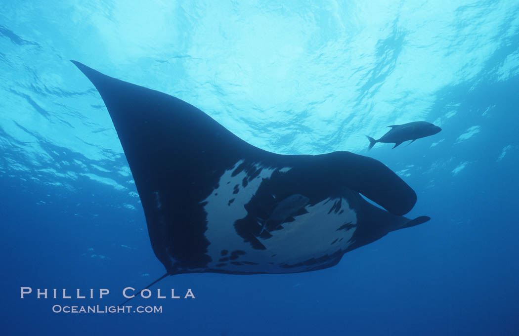 Pacific manta ray with remora, San Benedicto Island, Revilligigedos., Manta birostris, Remora, natural history stock photograph, photo id 06243