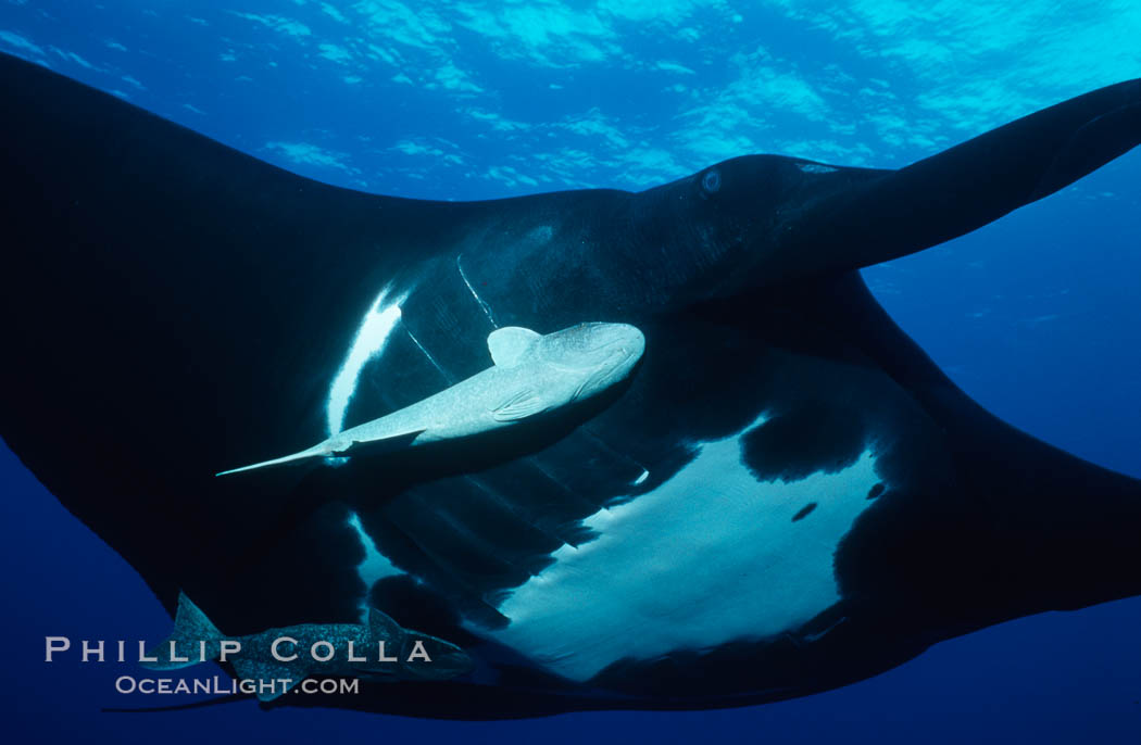 Pacific manta ray with remora. San Benedicto Island (Islas Revillagigedos), Baja California, Mexico, Manta birostris, Remora, natural history stock photograph, photo id 06247