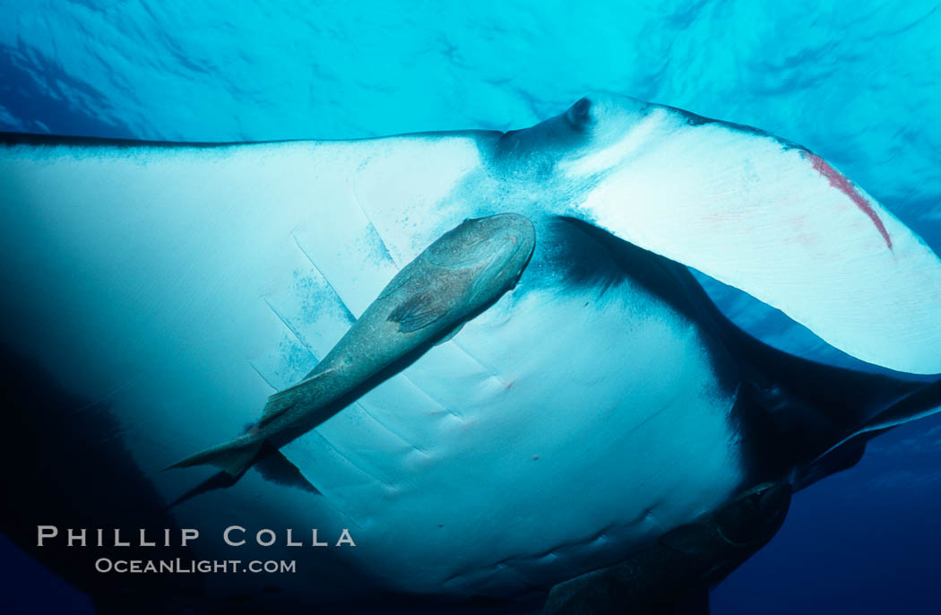 Pacific manta ray with remora. San Benedicto Island (Islas Revillagigedos), Baja California, Mexico, Manta birostris, Remora, natural history stock photograph, photo id 06245