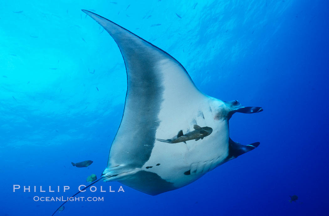 Pacific manta ray with remora. San Benedicto Island (Islas Revillagigedos), Baja California, Mexico, Manta birostris, Remora, natural history stock photograph, photo id 06253