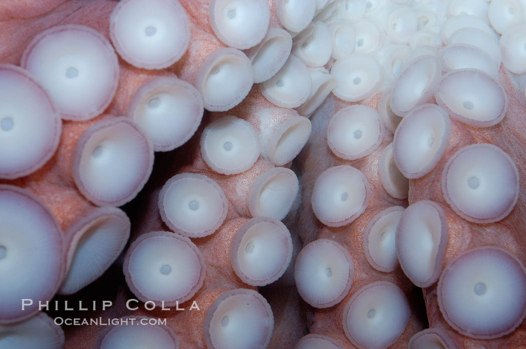 Tentacles (arms) and white disc-like suckers of a Giant Pacific Octopus.  The Giant Pacific Octopus arms can reach 16 feet from tip to tip, and the animal itself may weigh up to 600 pounds.  It ranges from Alaska to southern California., Octopus dofleini, natural history stock photograph, photo id 10280