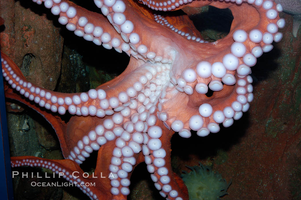 Tentacles (arms) and white disc-like suckers of a Giant Pacific Octopus.  The Giant Pacific Octopus arms can reach 16 feet from tip to tip, and the animal itself may weigh up to 600 pounds.  It ranges from Alaska to southern California., Octopus dofleini, natural history stock photograph, photo id 10277